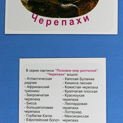 Комплект учебного пособия для дошкольников Познаём мир рептилий Черепахи