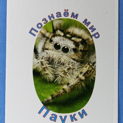 Комплект учебного пособия для дошкольников Познаём мир Пауки